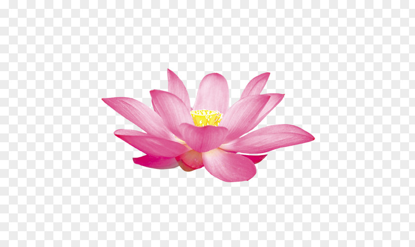 Lotus Nelumbo Nucifera Illustration PNG