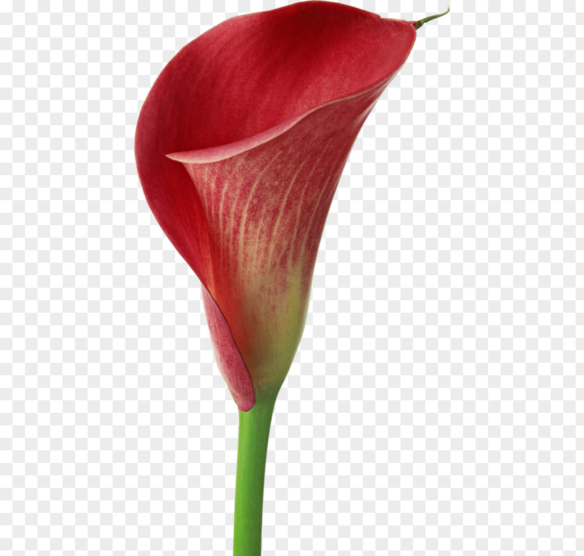 Red Calla Lily Arum-lily Easter Flower Callalily Zantedeschia Rehmannii PNG