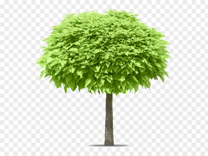 Tree Stock Photography Evergreen Image PNG