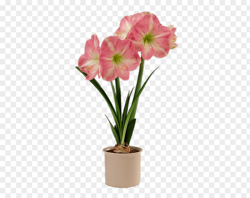 Bulb Amaryllis Flowerpot Houseplant PNG