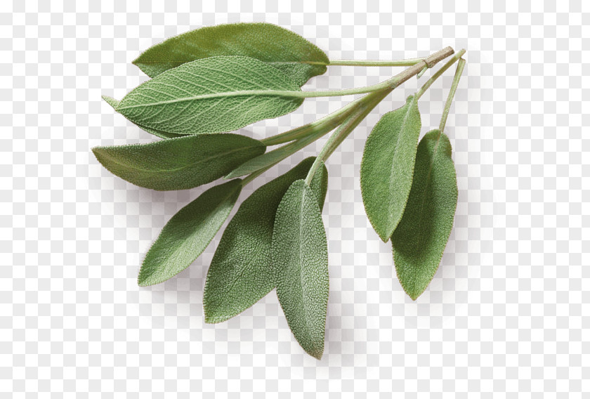 Leaf Herb Taste Spice Food Common Sage PNG