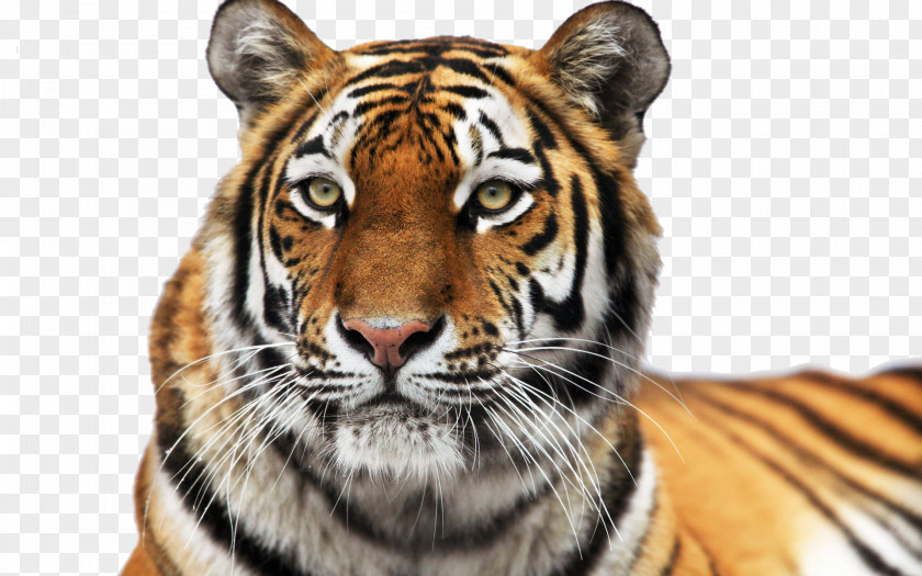 Tigers Siberian Tiger Colchester Zoo Roar Cat PNG