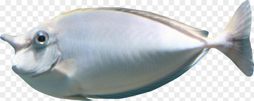 Blue-gray Fish Sea Marine Biology Clip Art PNG