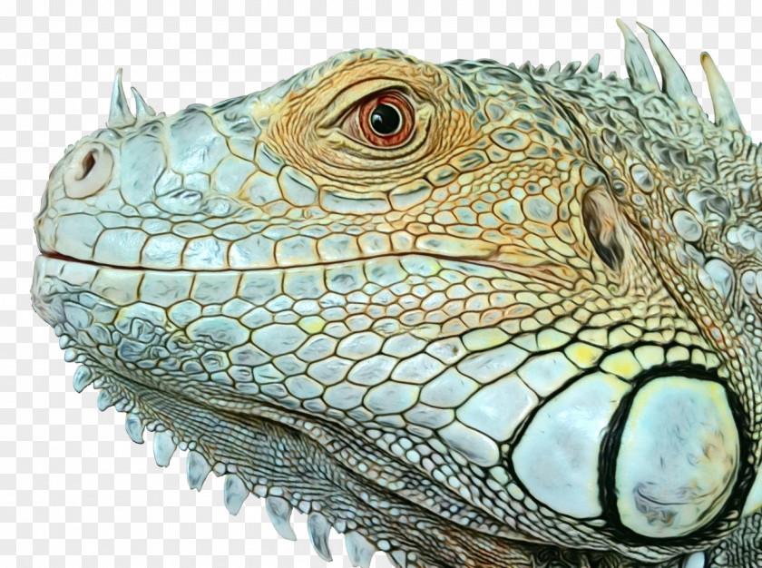Chameleon Dragon Lizard Background PNG