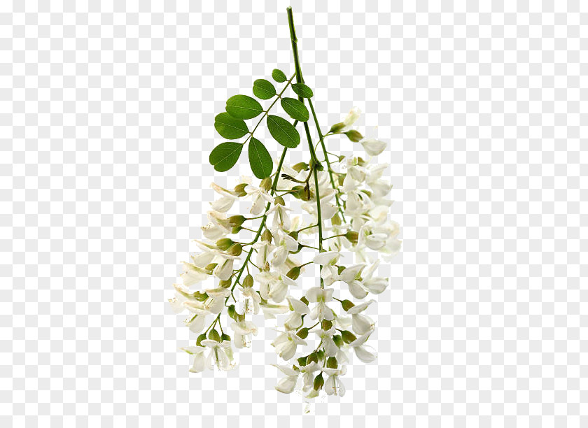 Flower Floral Design White Acacia Stock Photography PNG