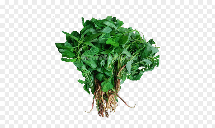 Green Fresh Watercress Parsley Leaf Vegetable Spinach PNG