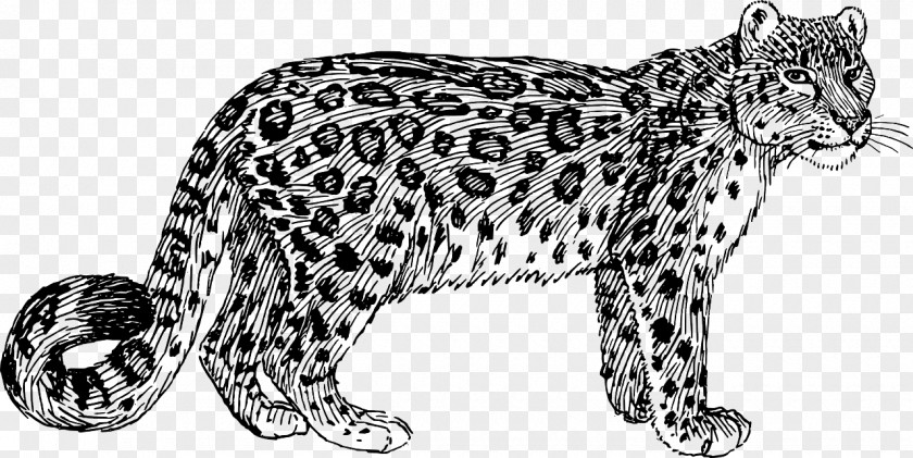 Leopard Snow Amur Tiger Clip Art PNG