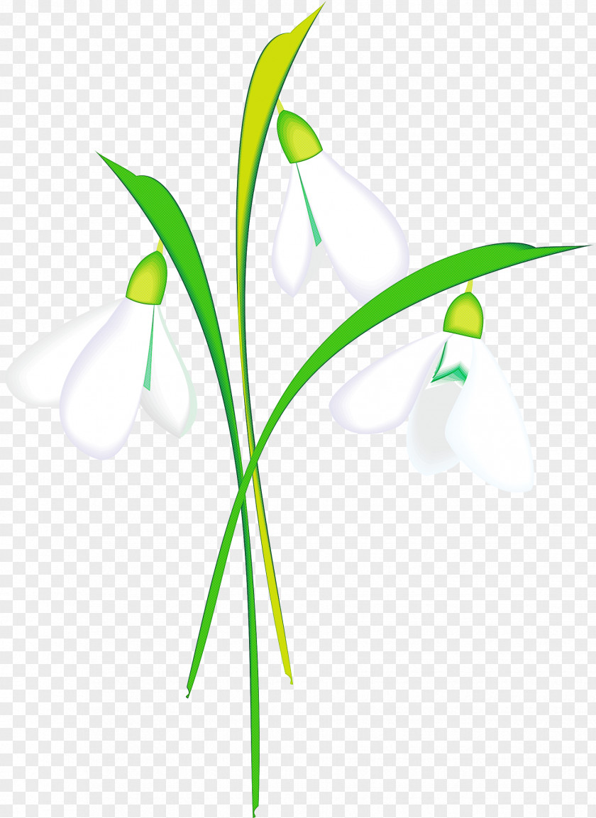 Pedicel Grass Family Green Background PNG