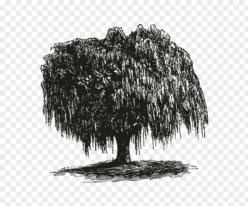 Tree Weeping Willow How To Draw Trees Gift Root PNG