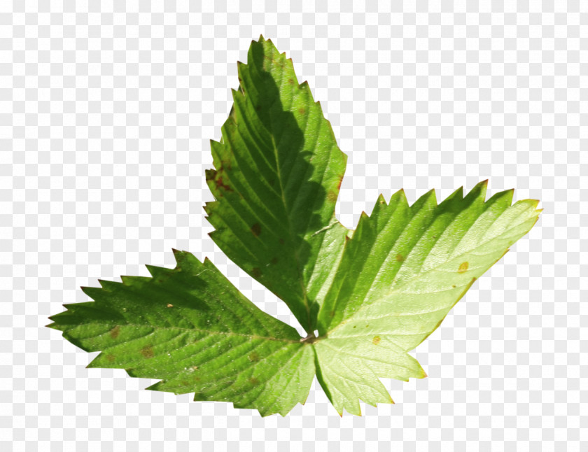 A Few Leaves,mint Leaf Mint Clip Art PNG