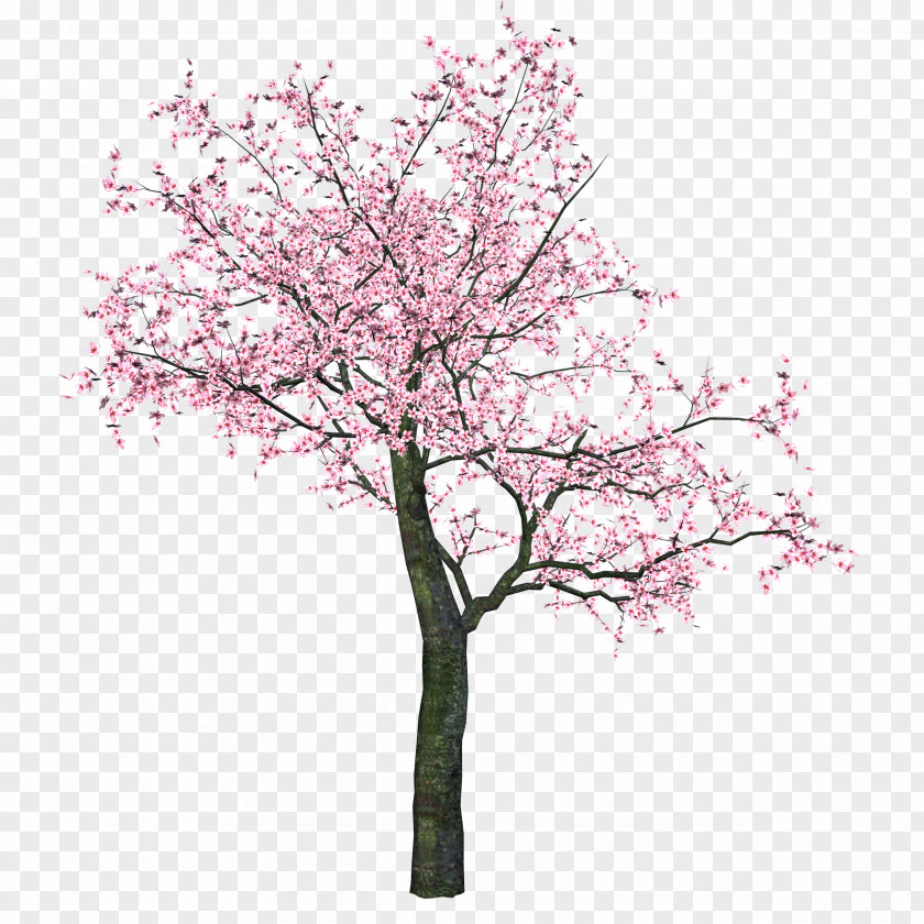 Cherry Blossom Clip Art Tree PNG