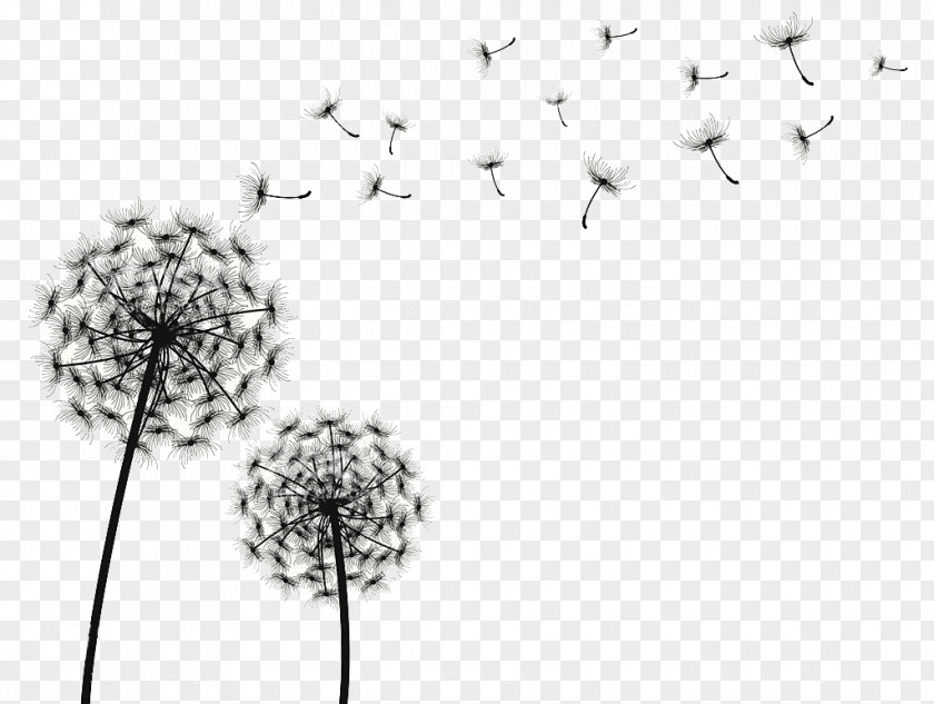 Dandelion Drawing Clip Art PNG