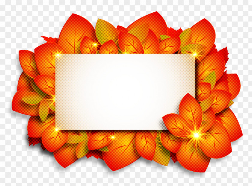 Flower Plant Orange PNG