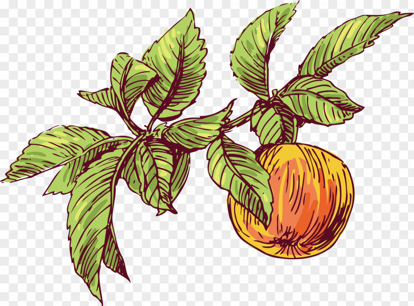 Hand-painted Apples Bird Plant Fruit Tree PNG