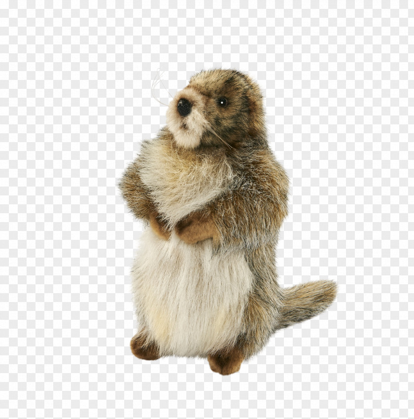 Beaver Marmot Prairie Dog Fur PNG