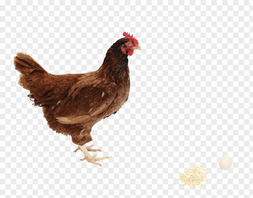Chicken Image Solid White Egg PNG