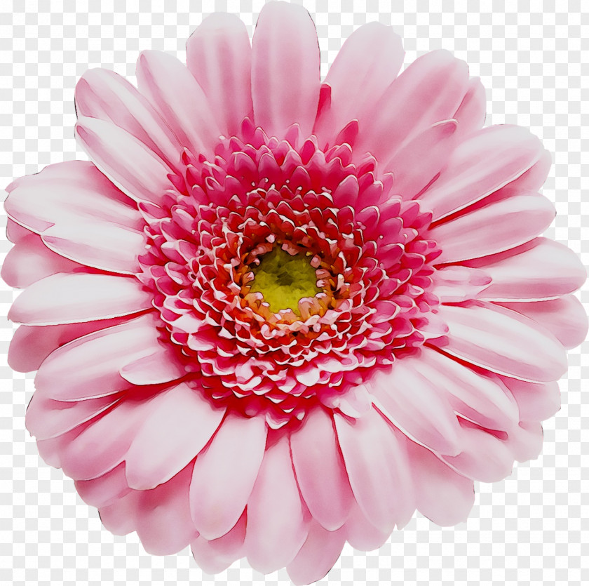 Clip Art Flower Image Vector Graphics PNG