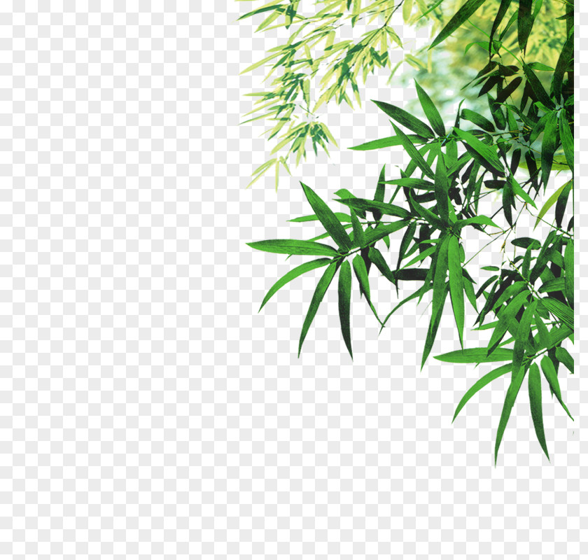 Green Bamboo Leaves Leaf Ink PNG