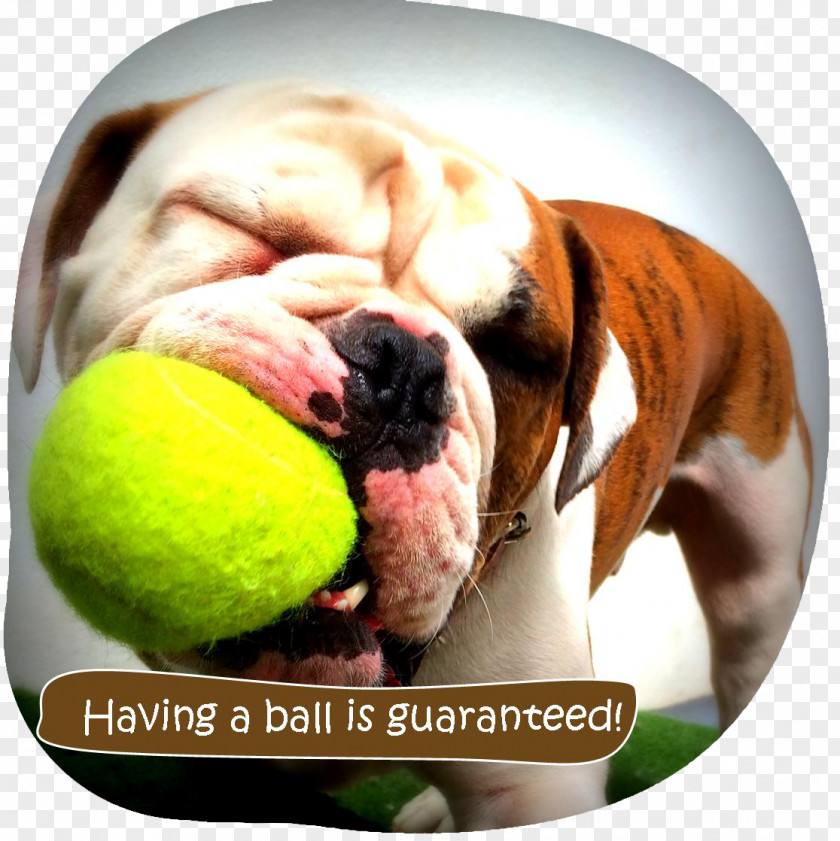 Puppy Bulldog Ka-Pooch! Doggy Daycare Dog Breed IPod Touch PNG