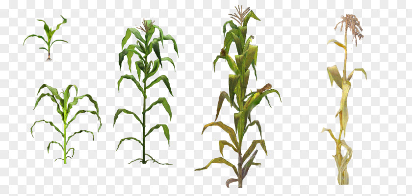 Chard Plant Corn On The Cob Field Clip Art PNG