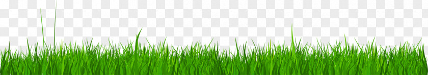 Grass Lawn Wheatgrass PNG