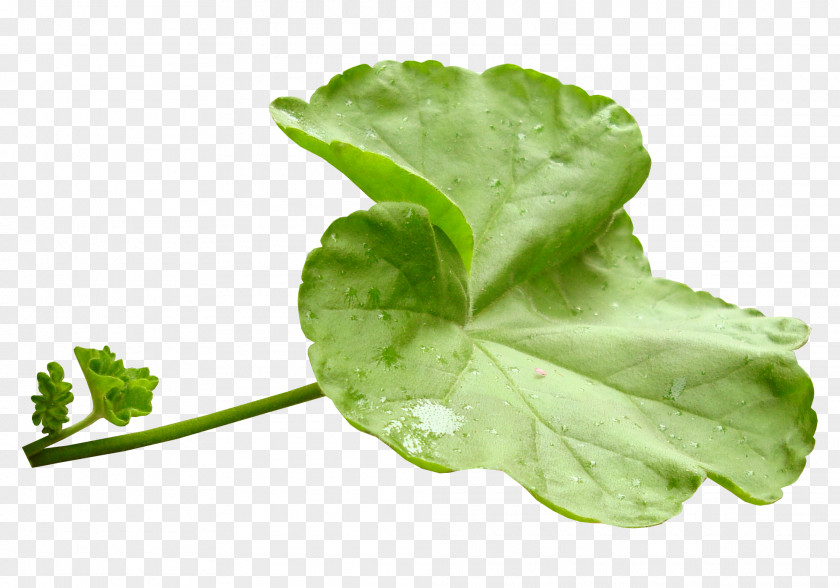 Green Leaves Leaf Vegetable Herb Clip Art PNG