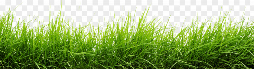 Line Of Grass PNG Grass, green grass clipart PNG