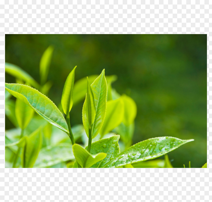 Tea Production In Sri Lanka White Green Camellia Sinensis PNG