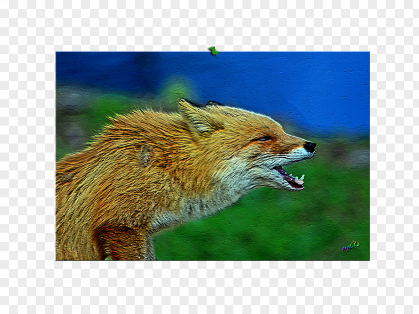 Fru Red Fox Fauna Snout Wildlife News PNG