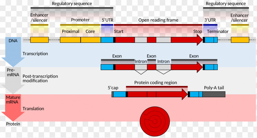 Gene Structure Messenger RNA Eukaryote Coding Region PNG