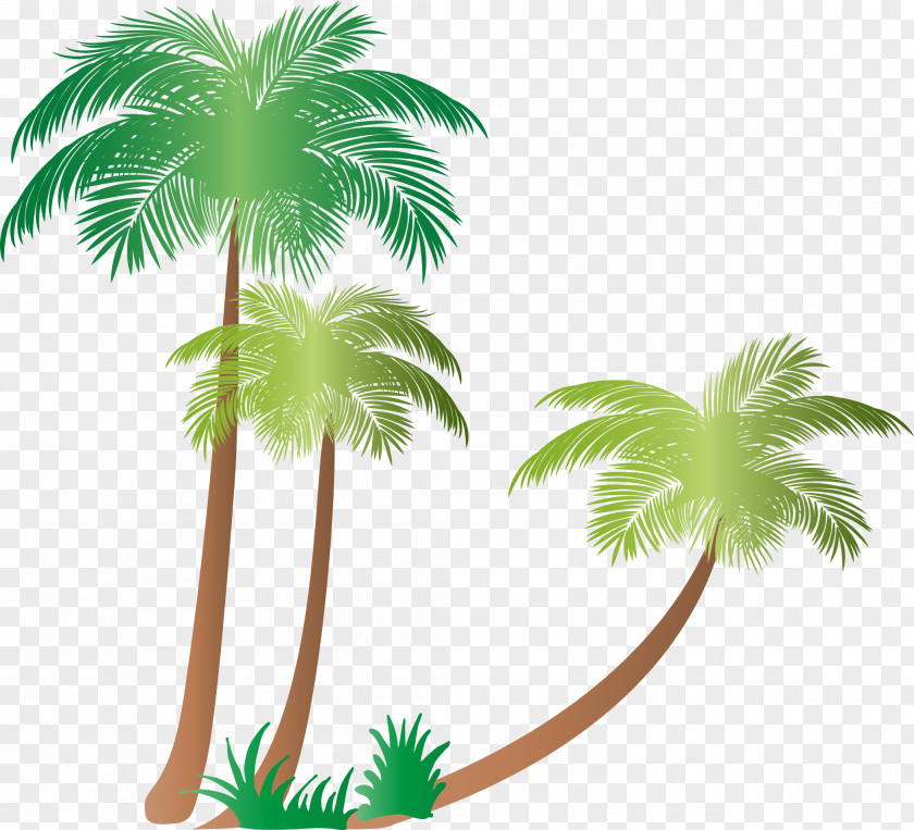 Palms Arecaceae Tree Coconut Plant Clip Art PNG