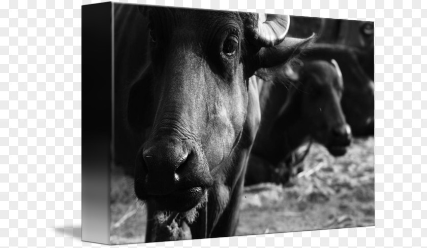 Water Buffalo Bull Cattle Ox Horn Photography PNG