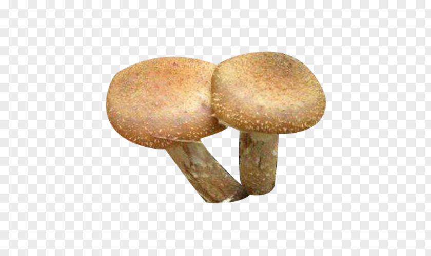 Fresh Hazel Mushroom Picture Material Asian Download PNG