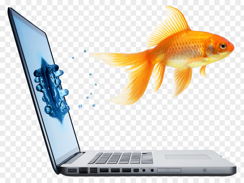 Laptop And Goldfish Fantail Stock Photography Royalty-free Computer PNG