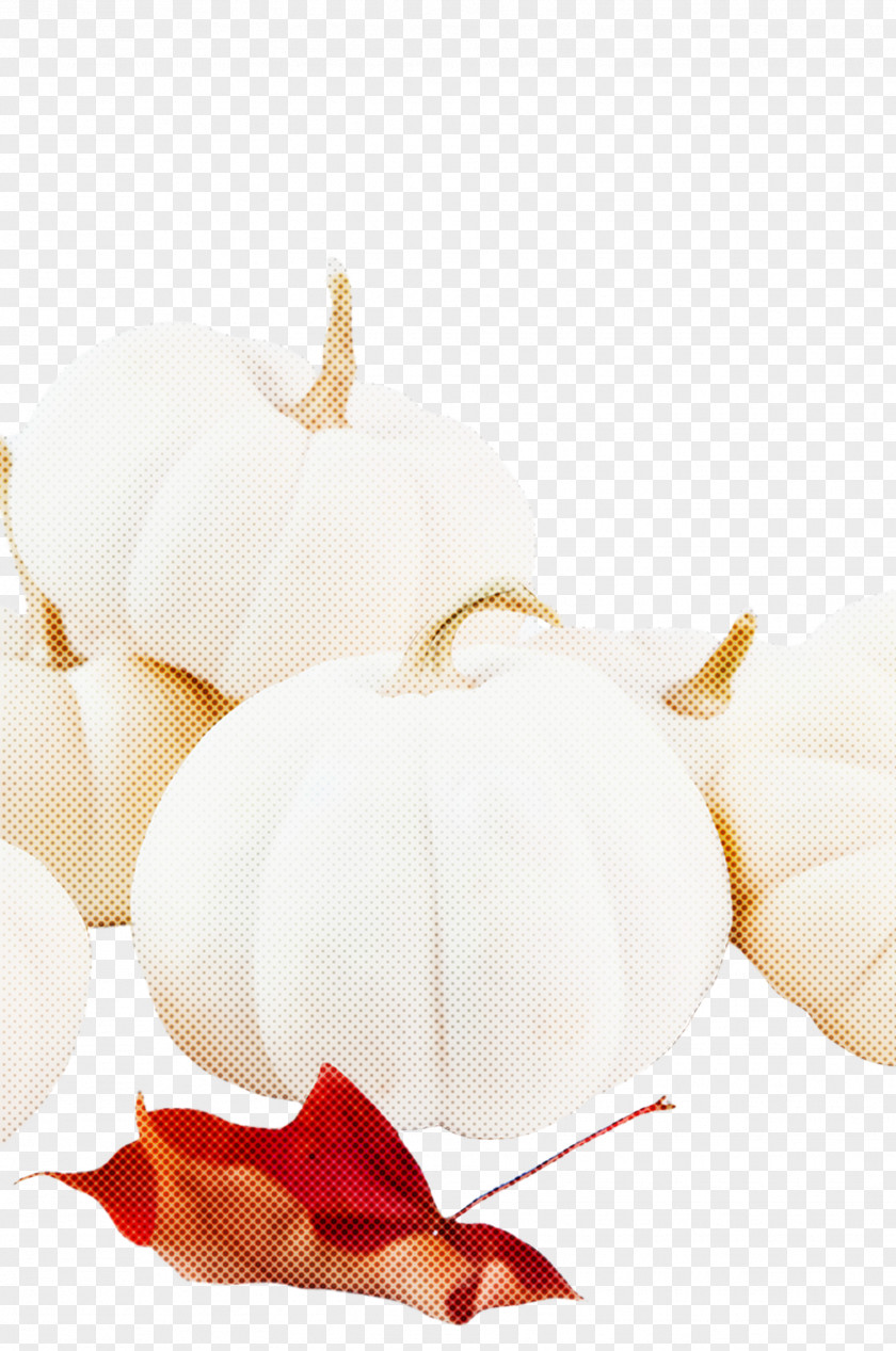 Plant Food White Vegetable PNG