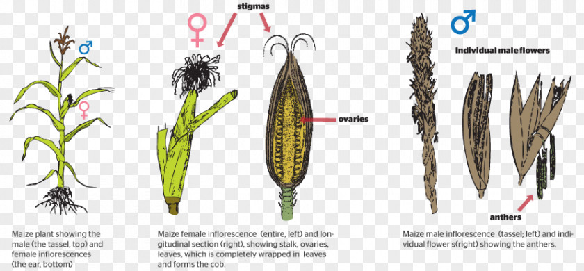 Bred Pit Grasses Plant Reproduction Asexual PNG