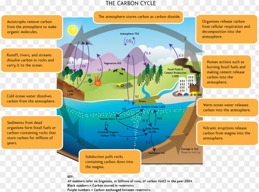 Cycle Carbon Global Warming Water Dioxide Biology PNG