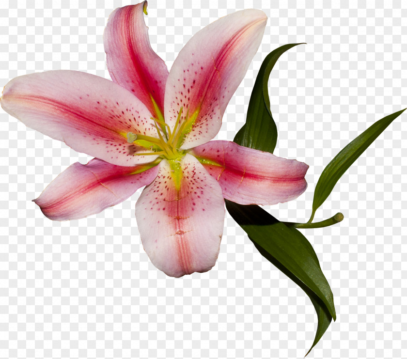 Elements Cut Flowers Plant Liliaceae Lilium PNG