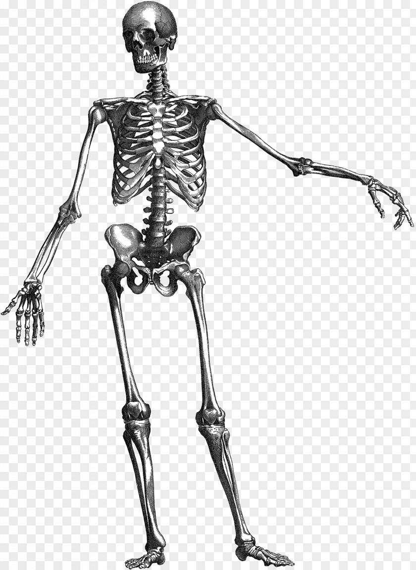 Skeleton Human Skull Anatomy PNG