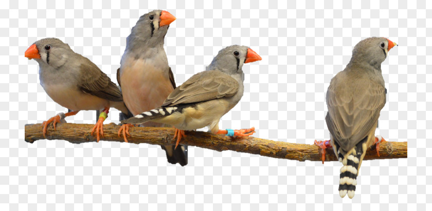 Zebra Finch House Society Bird PNG