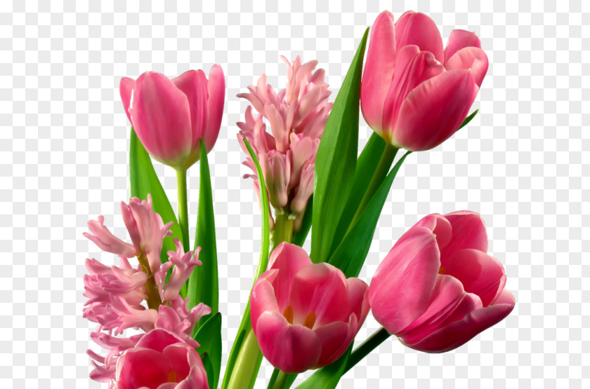 Bitly Vector Flower Bouquet Tulip Clip Art PNG