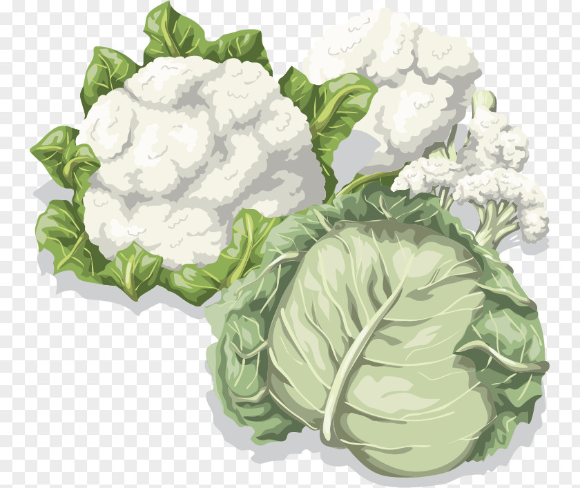 Cauliflower Vegetable Vector Material Cabbage Food PNG