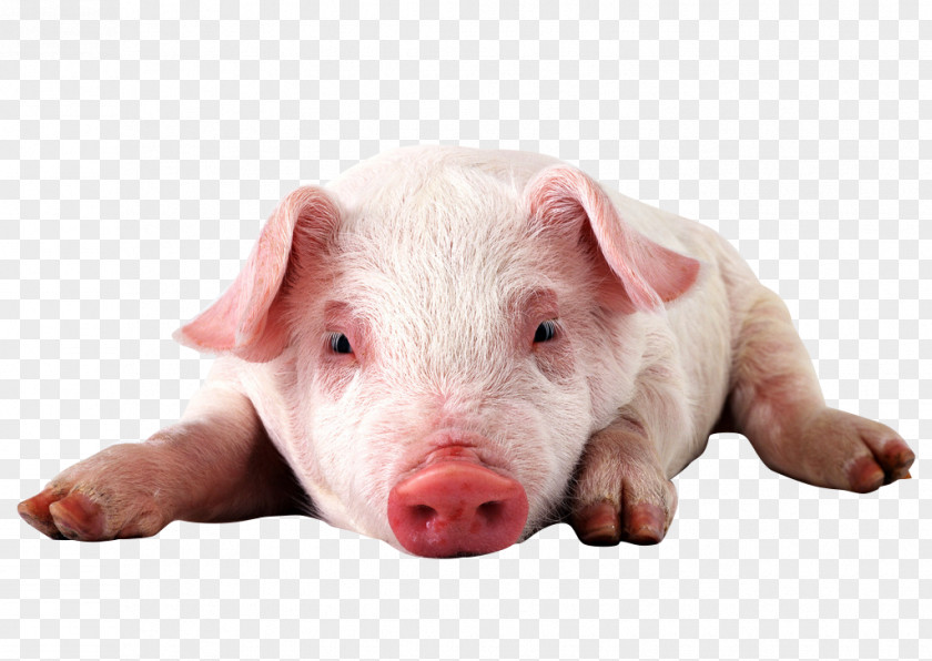 Depressed Pig Miniature High-definition Video Display Resolution 1080p Wallpaper PNG