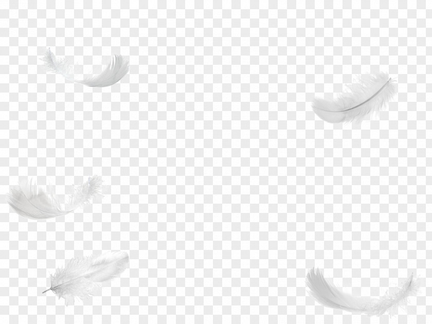 Feathers White Feather Bird PNG