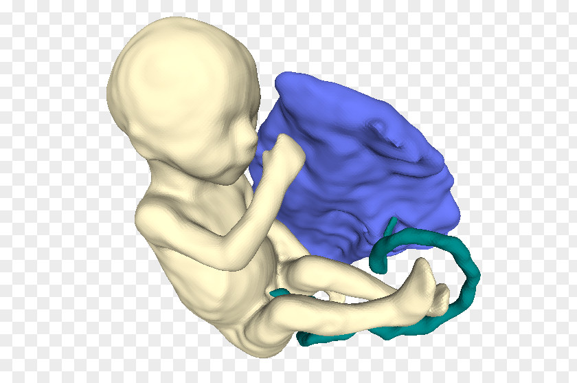 Fetus Medical Imaging Placenta Thumb Diagnosis PNG