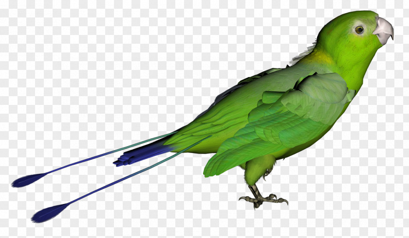 Green Parrot Picture Amazon Distributed Computing PNG