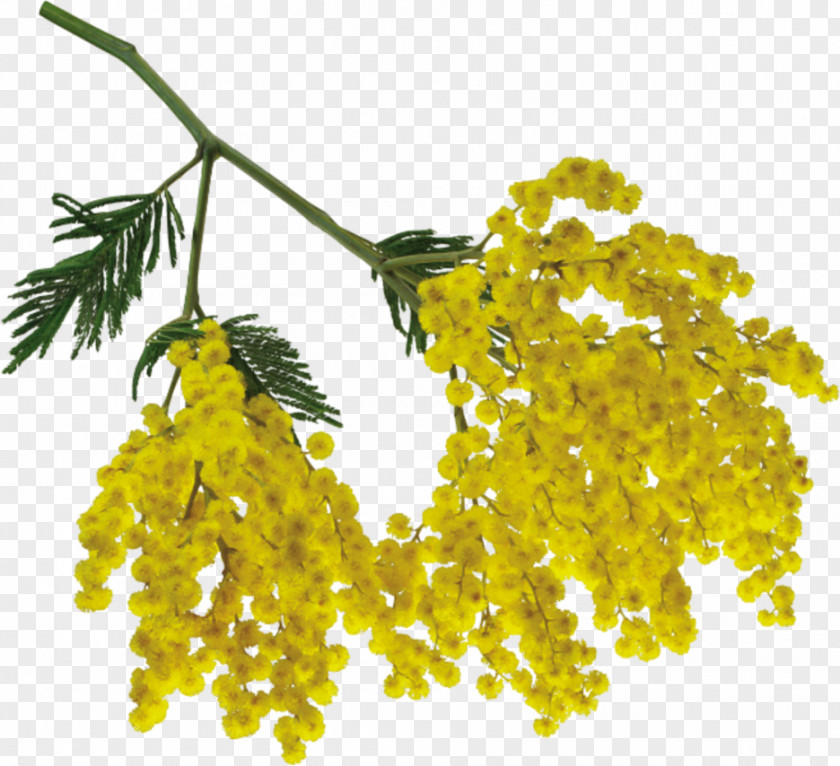 Mimosa Acacia Dealbata Sensitive Plant Clip Art PNG