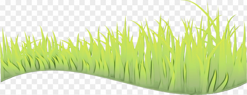 Plant Grass Family Green Background PNG