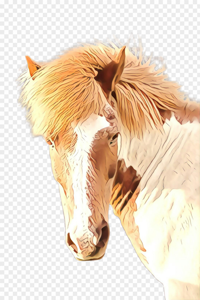 Sorrel Fur Horse Head Mane Snout Mustang PNG
