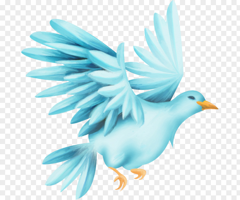 Drawing Typical Pigeons Clip Art PNG